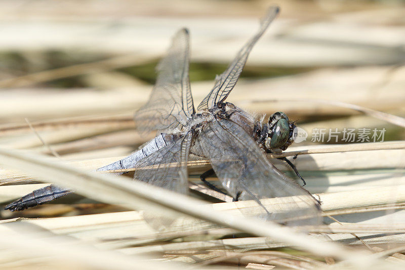 黑尾蜻蜓(Orthetrum cancellatum)雄性